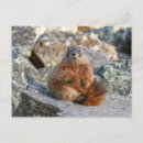 Search for marmot postcards Nature