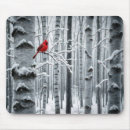 Search for cardinals on birch trees Wildlife