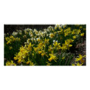 Search for yellow daffodil flowers posters Floral