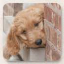 Search for mixed breed coasters Cute