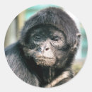 Search for cute spiders stickers Animal