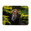 Search for stallions magnets Equestrian