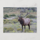 Search for american national park postcards Colorado