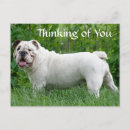 Search for bulldogs postcards Puppies