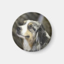 Search for aussie shepherd magnets Cute