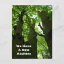 Search for big tree Greenery