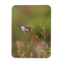 Search for flycatcher Animal