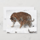 Search for snow tiger postcards Feline