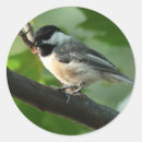 Search for black capped chickadee stickers Nature
