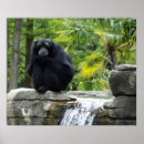 Search for primate posters Monkey