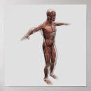 Search for muscular anatomy posters Muscle tissue