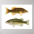 Search for bass art Fishing