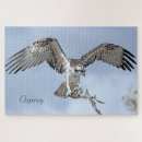 Search for osprey bird puzzles Bird of prey