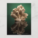 Search for photography business postcards Nutritionist