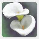 Search for calla lily stickers Lilies