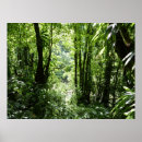 Search for rain forest posters Tropical