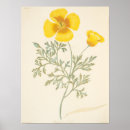 Search for californian posters Flower