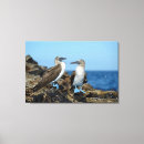 Search for blue footed posters Booby