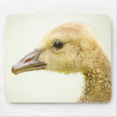 Search for goslings mousepads Baby