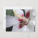 Search for save the bees postcards Pollinator