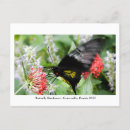Search for rainforest postcards Flowers