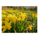 Search for yellow daffodil flowers posters Petals