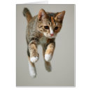 Search for tortoiseshell photography Cute