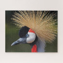 Search for red black white red puzzles Animal