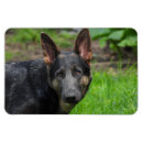 Search for german shepherd photography Canine