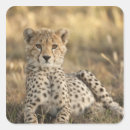 Search for wildcats stickers Cheetah