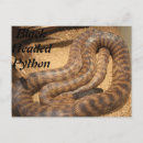 Search for pythons postcards Snake