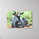 Search for antelope art Photography