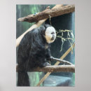 Search for monkey face posters Monkeys