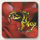 Search for dart coasters Wildlife