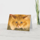 Search for maine coon cards Long hair cat