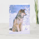 Search for timber wolf photography Dog