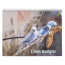 Search for budgie bird Budgies