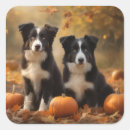 Search for border collie puppy stickers Animal