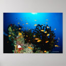 Search for sea side art Animal