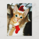 Search for christmas kitten postcards Animals