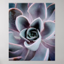 Search for close photography Succulent
