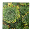 Search for succulent tiles Photography
