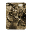 Search for whitetail magnets Wildlife