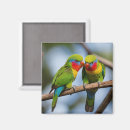 Search for lorikeet parrot magnets Rainbow