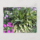 Search for vein postcards Flower