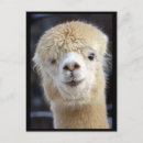 Search for alpaca postcards Cute
