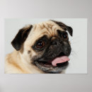Search for breeds photography Animal