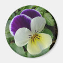 Search for viola magnets Floral