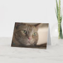 Search for stare cards Pet