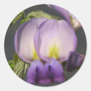 Search for flower vine stickers Purple